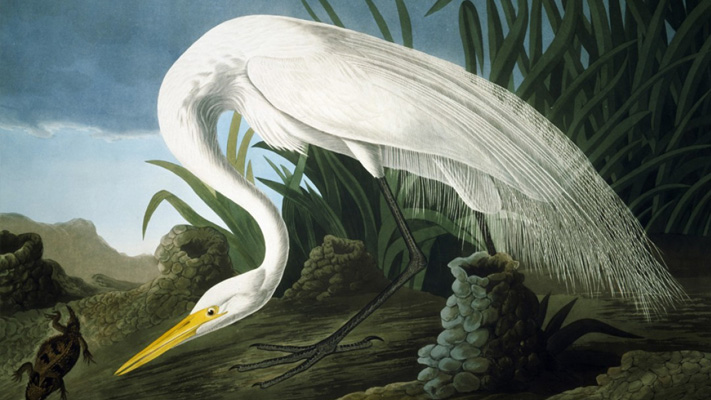 The Berman Museum of Art is hosting an exhibit of John James Audubon's artwork. The Berman Museum of Art is hosting an exhibit of John James Audubon's artwork.