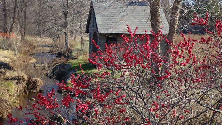 The Morris Arboretum's Winter Wellness Walks return starting Saturday morning.