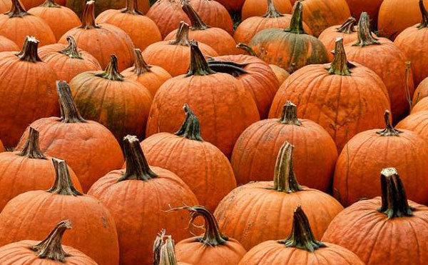 did someone say pumpkin? did someone say pumpkin?