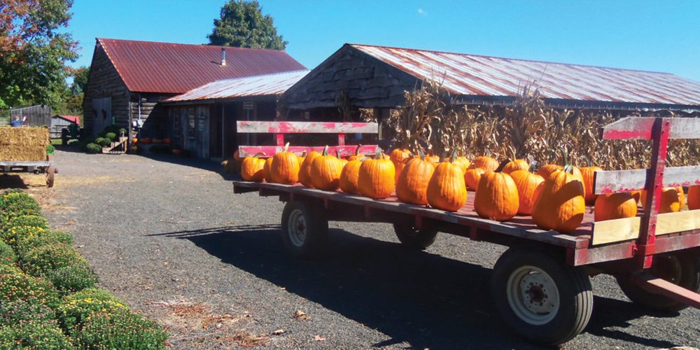 pick your perfect pumpkin at varner farms