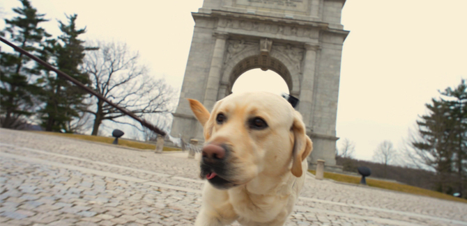 The 3-mile walk at the Valley Forge Revolutionary 5-Mile Run is also dog-friendly.