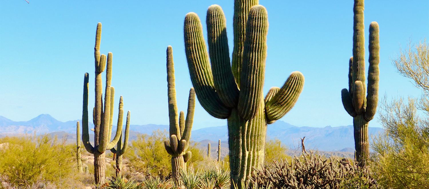Hiking The Coyote Canyon Trail In Scottsdale, AZ