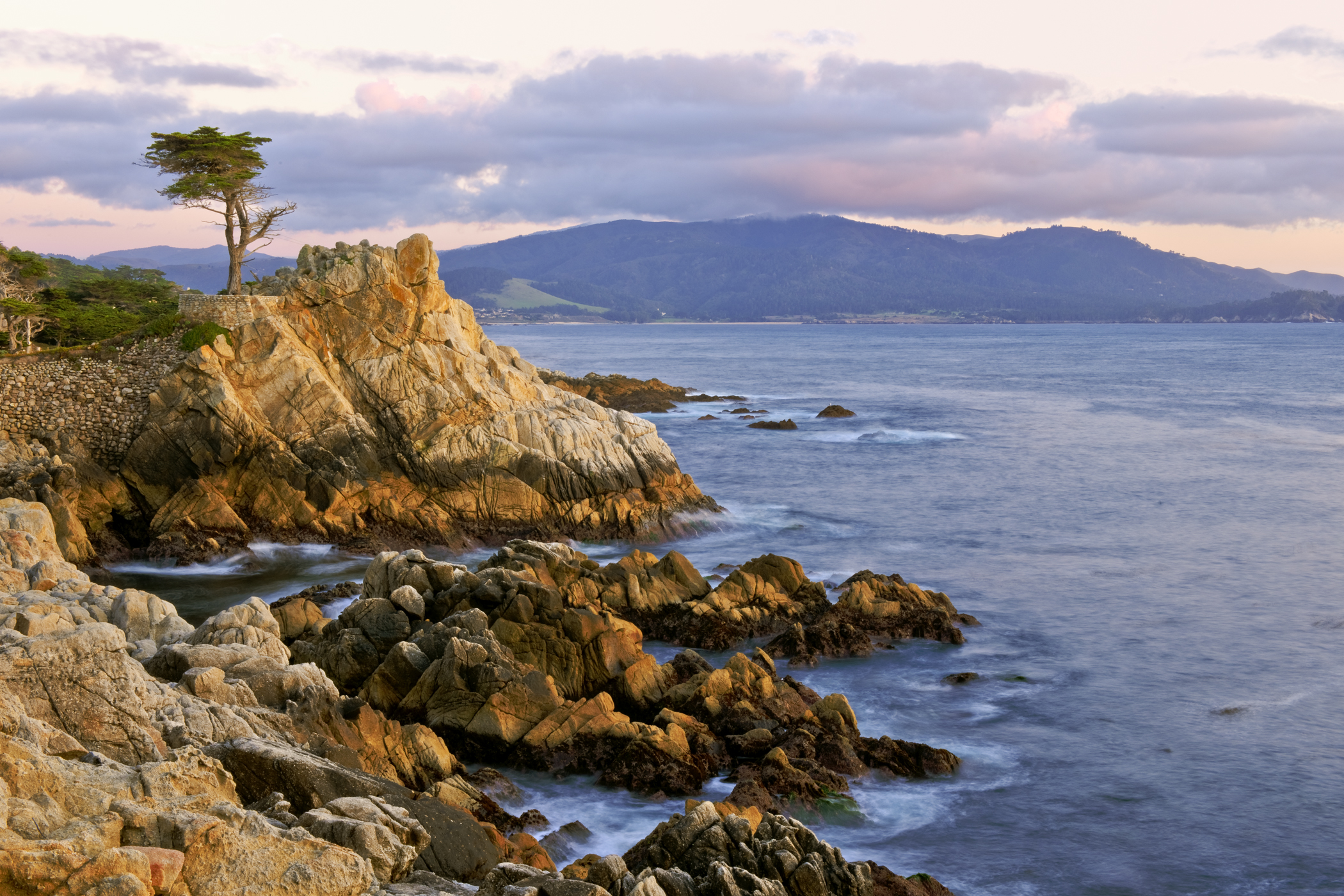 Lone Cypress Joann Dost