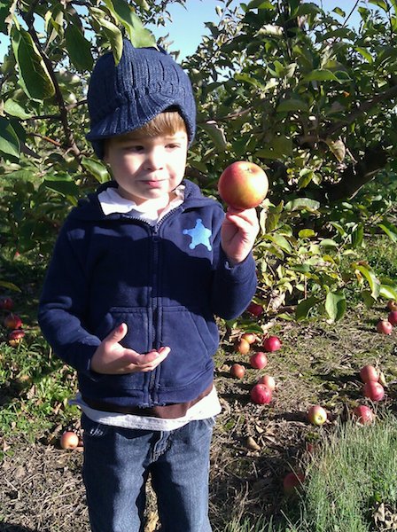 Picking apples at Stuckey Farm Chris at Stuckey Farms