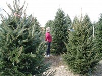 Picking a tree at Country Christmas Country Christmas