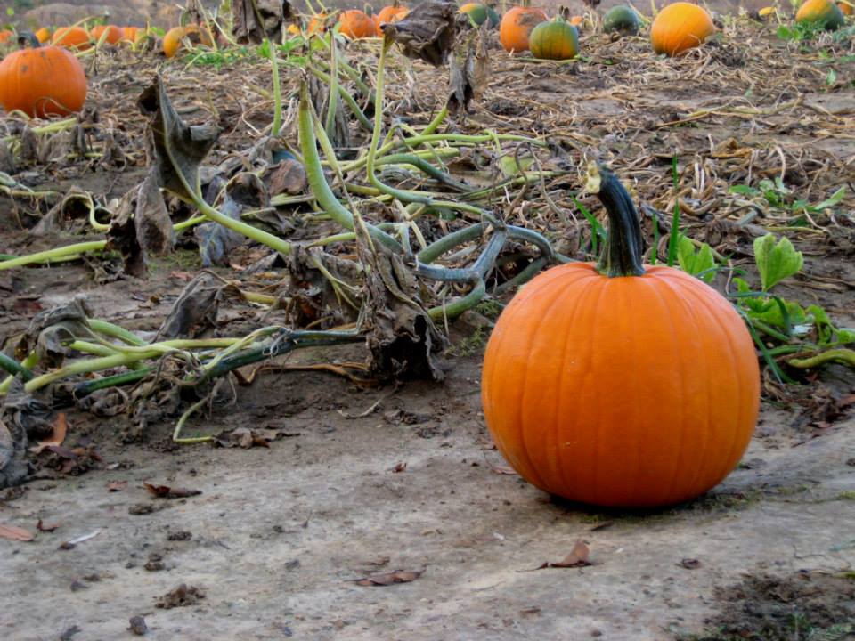 Pumpkin picking at Spencer Farm Spencer Farm Pumpkin