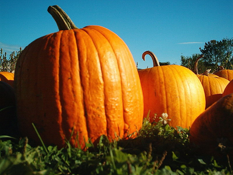 It's easy to pick a winner at any of Hamilton County's pumpkin patches. Pumpkin Blog SHannah #1