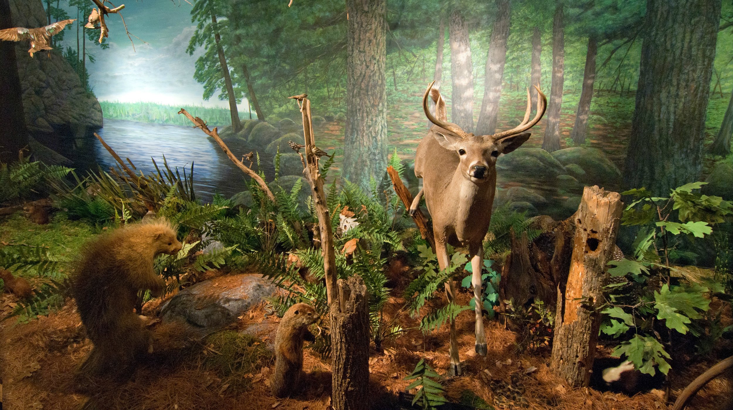Museum of Natural History