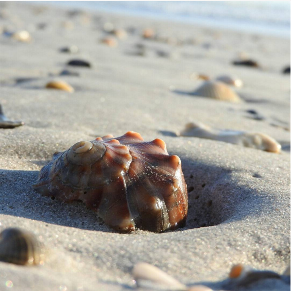 Shell on Beach