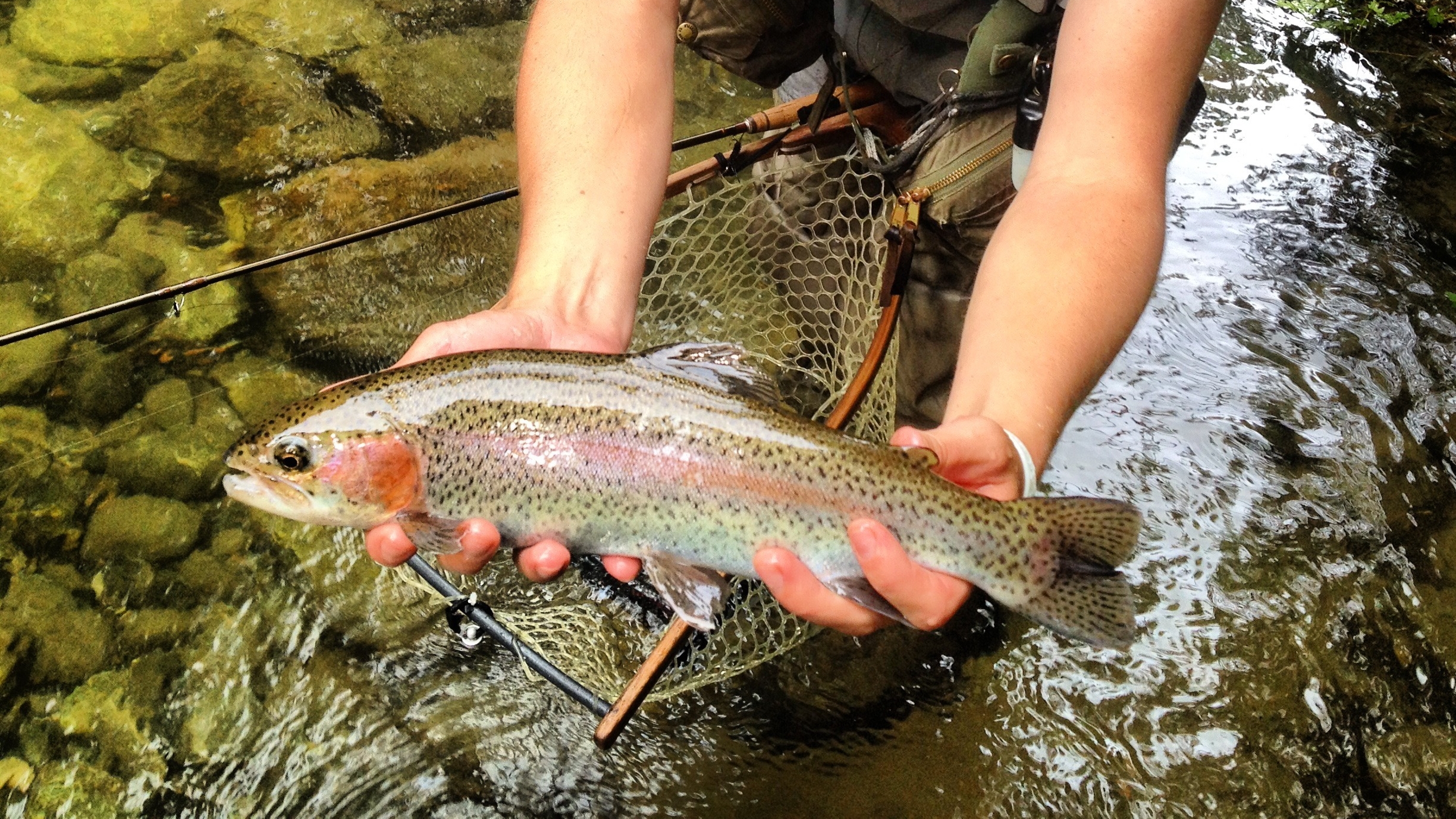 Rocky Broad River Fly Fishing Trips