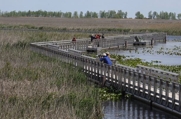 Boardwalk at Point Pelee Park