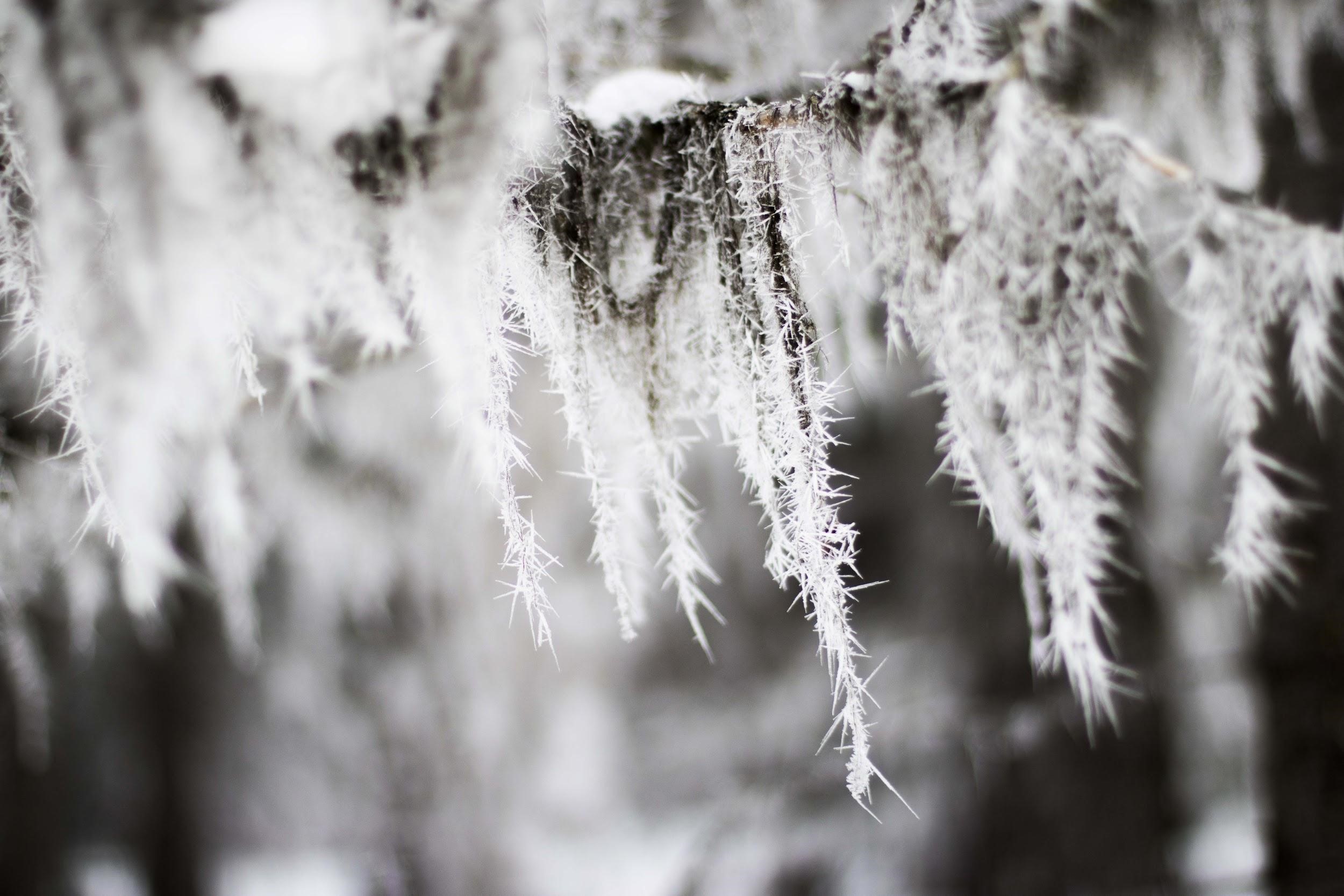 Frosty Moss