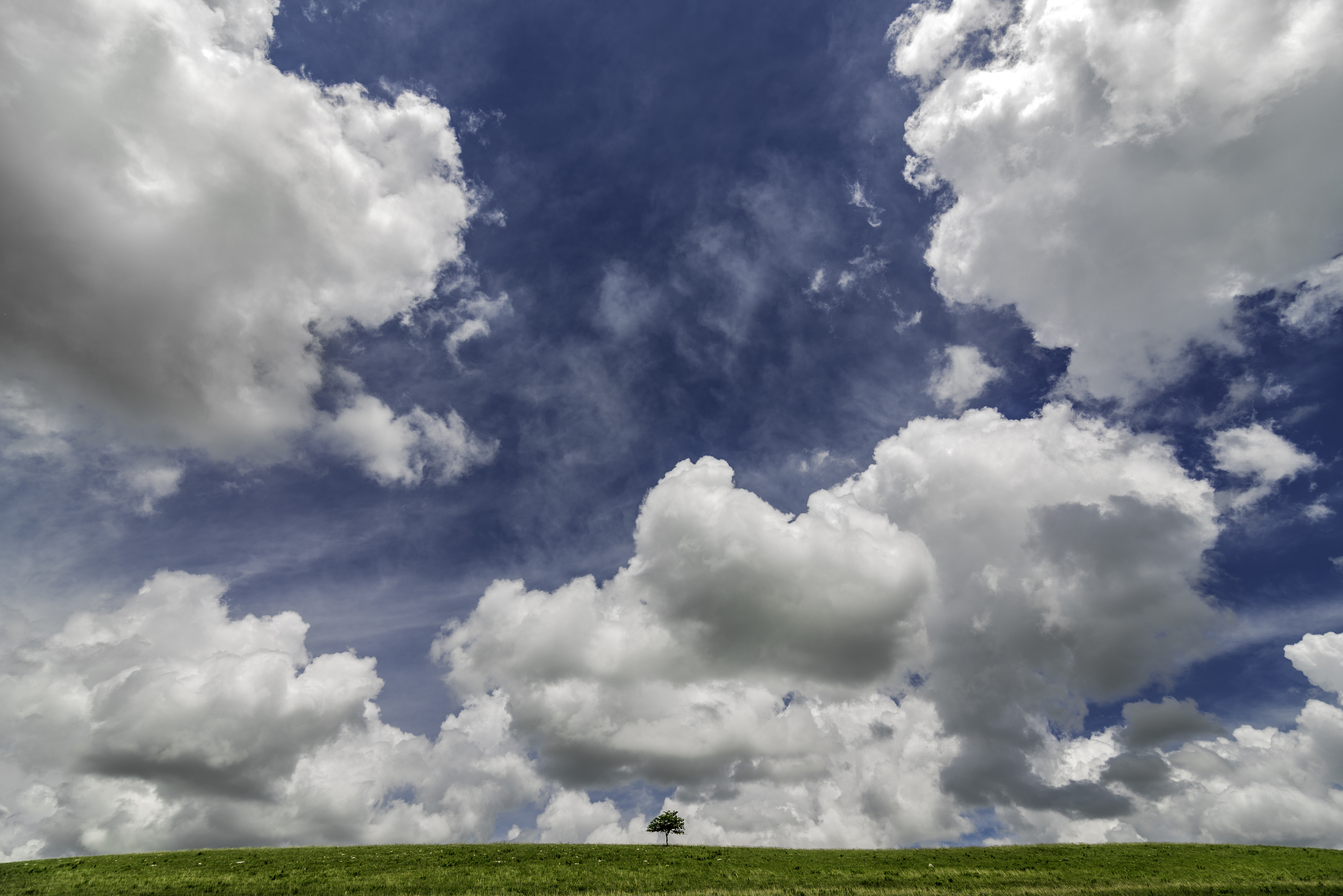 Lone Tree_Doug Stremel