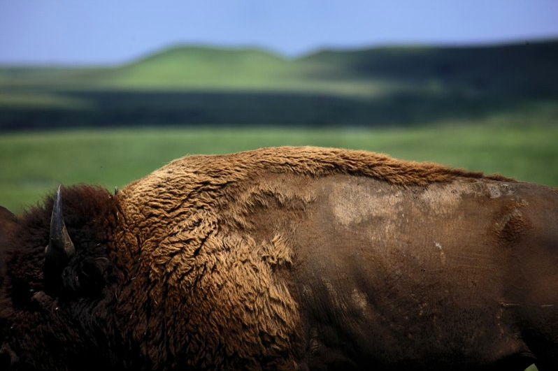 Jim Richardson Bison Photo