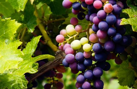 Grapes on vine