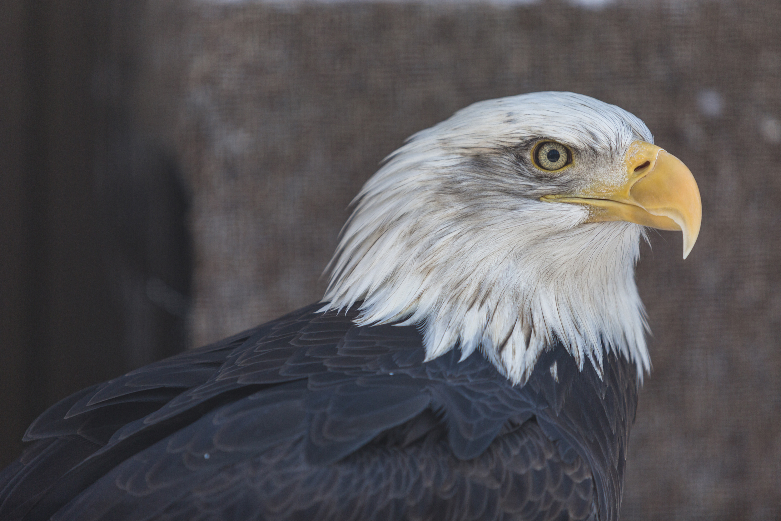 Bald Eagle at Atwood Park