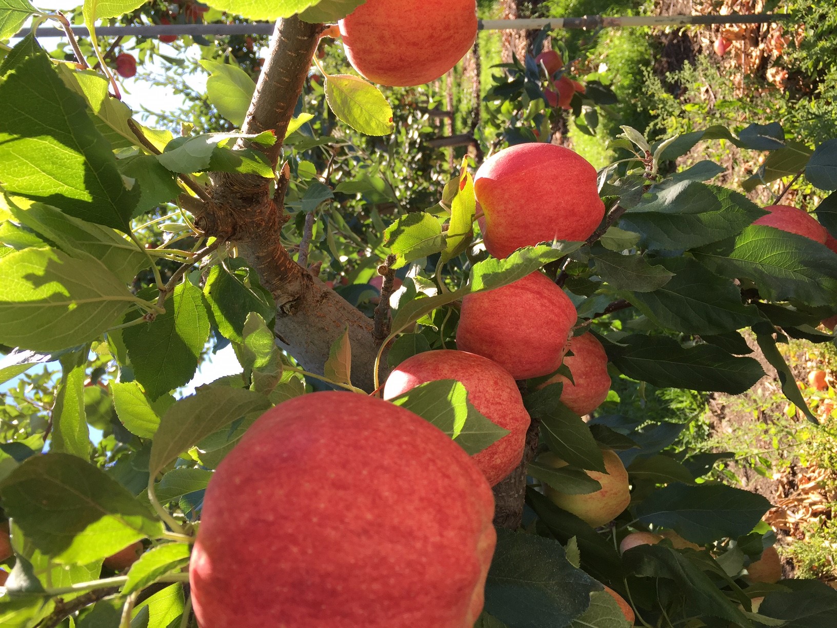 Apples growing on tree