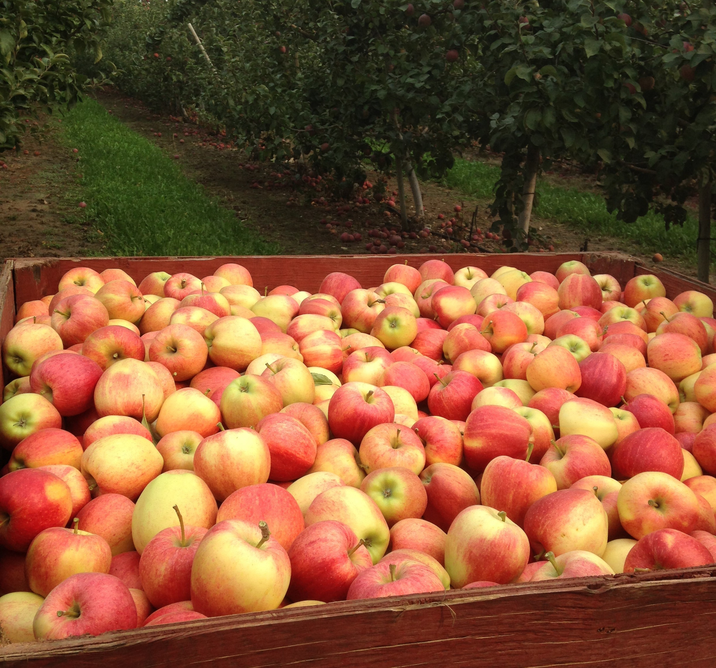 Crate full of apples