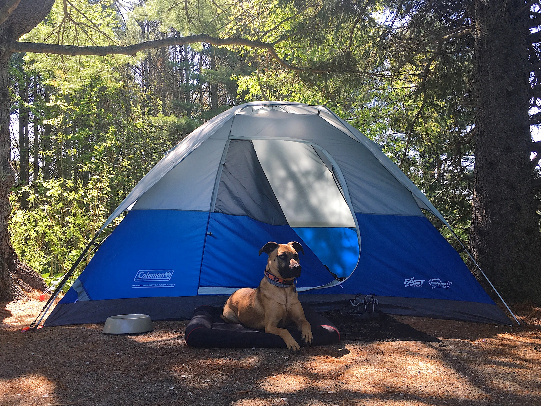 Coleman river gorge fast pitch 4 person clearance tent