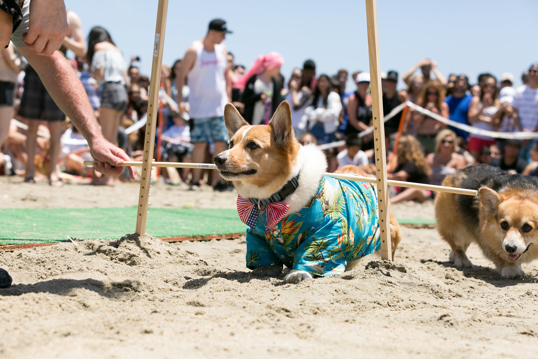 corgi beach