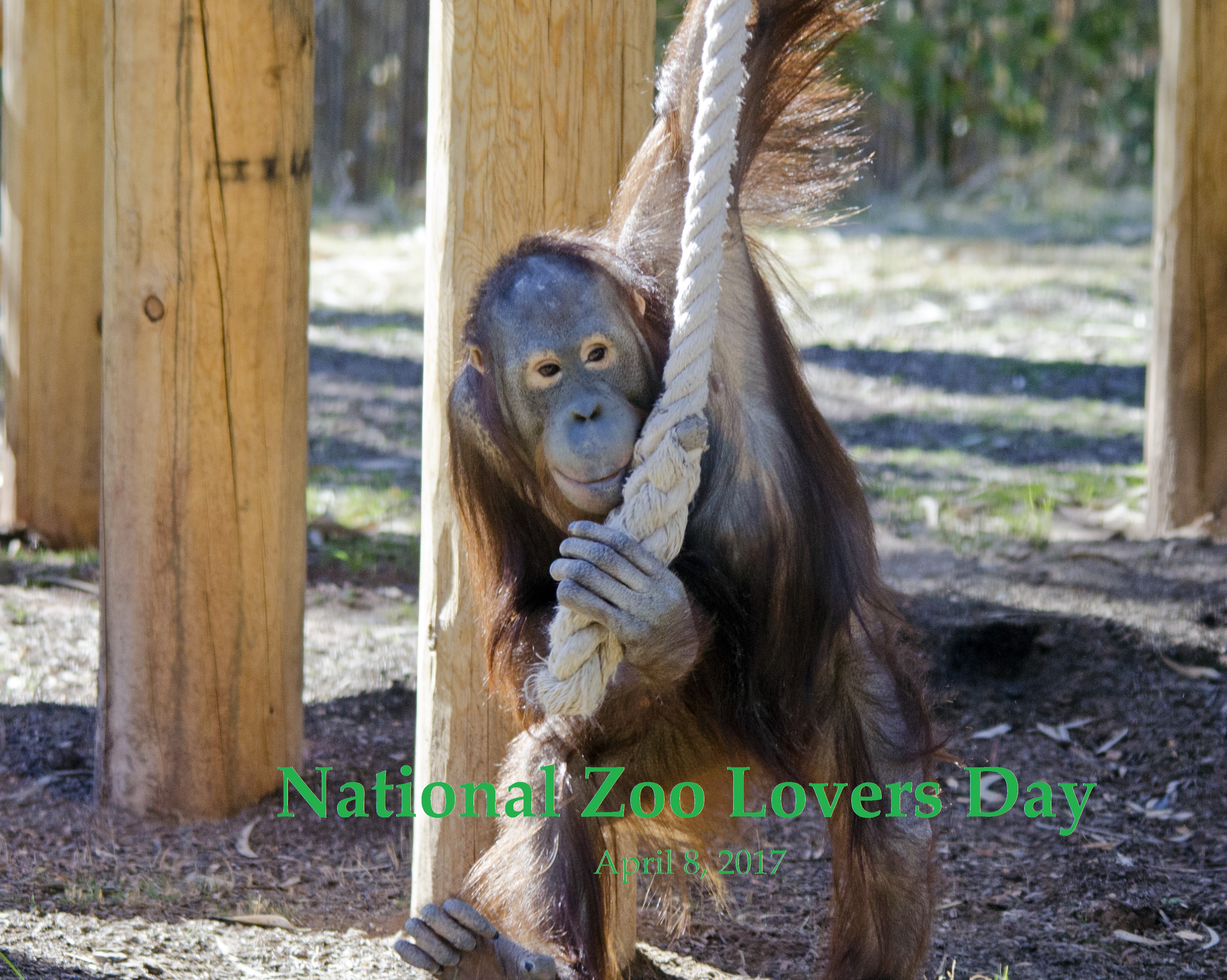 Celebrate National Zoo Lovers Day at the Phoenix Zoo