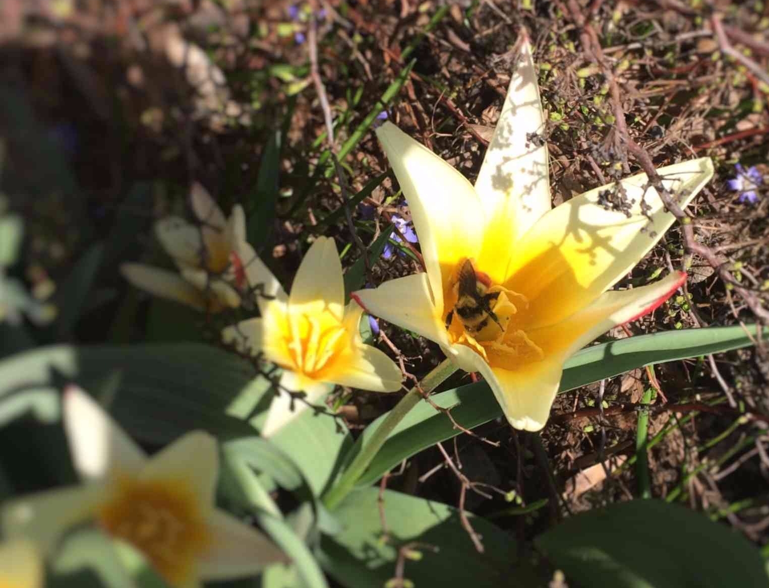 Bees on a flower