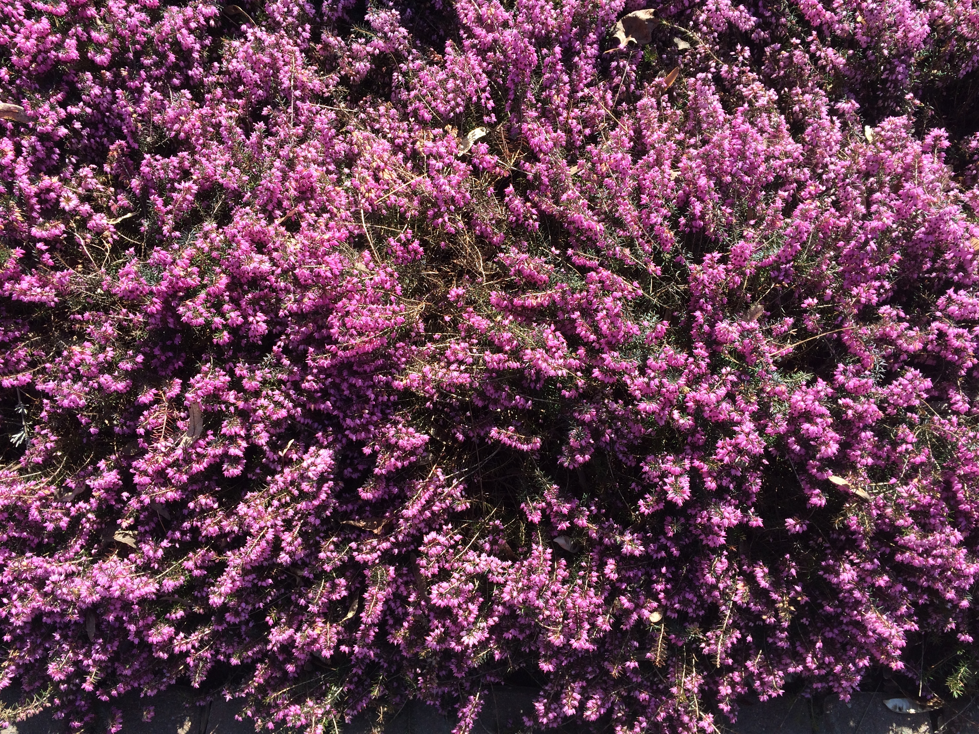 Heather Flowers in Kelowna