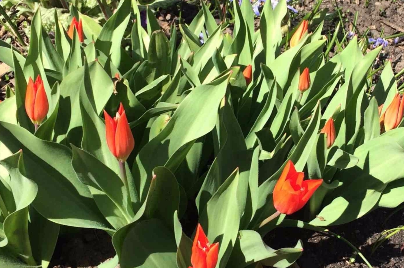 Red Flowers