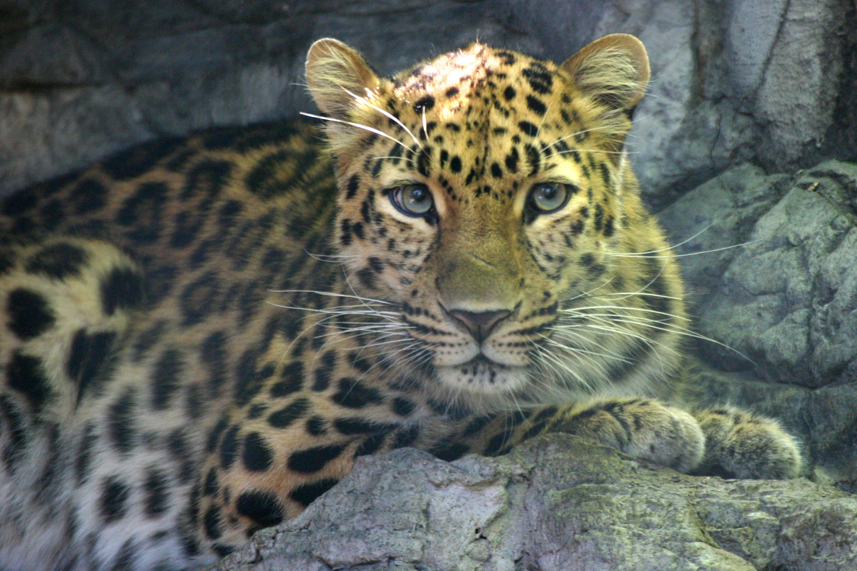 Amur leopards at Denver Zoo