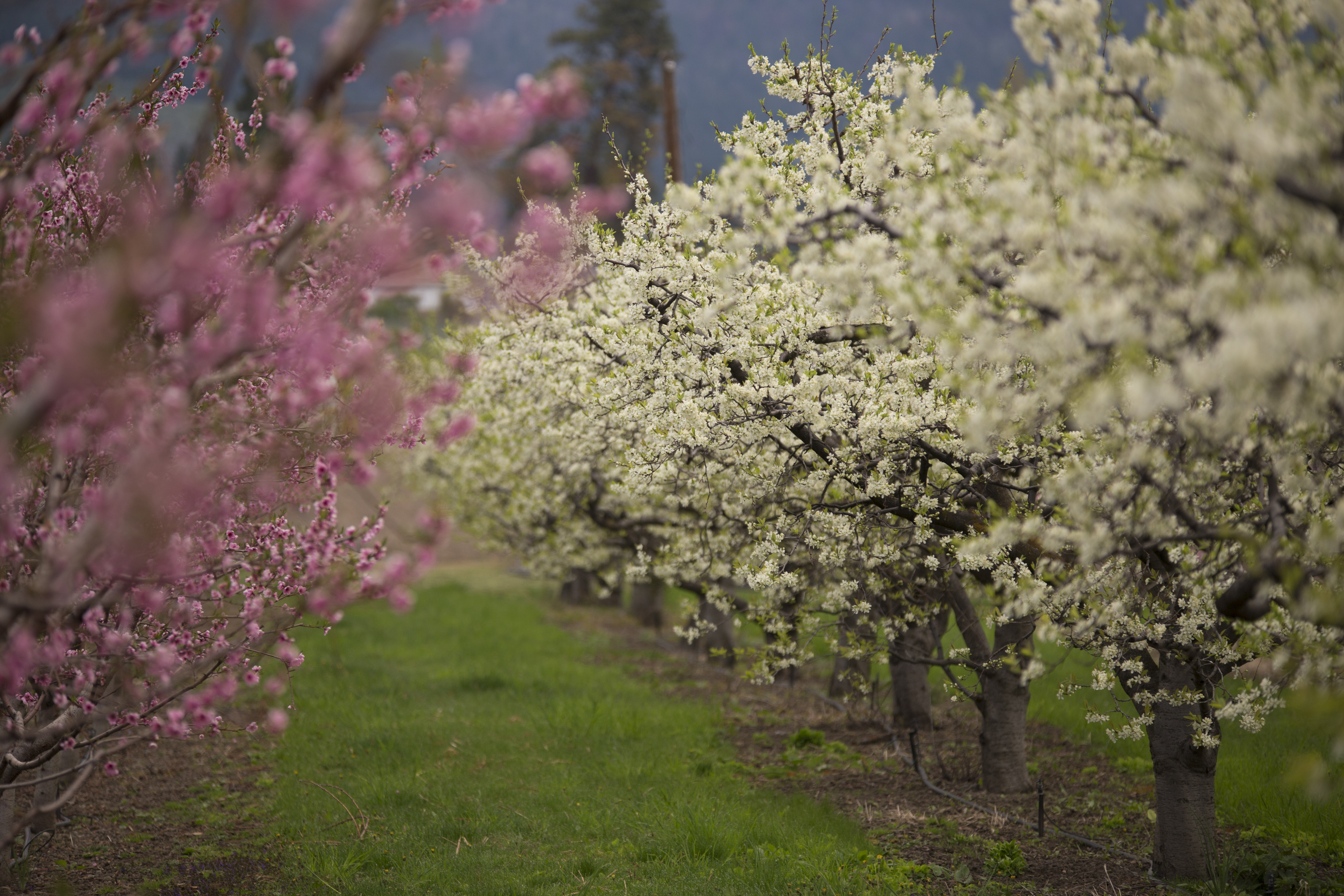 Paynter's in Bloom