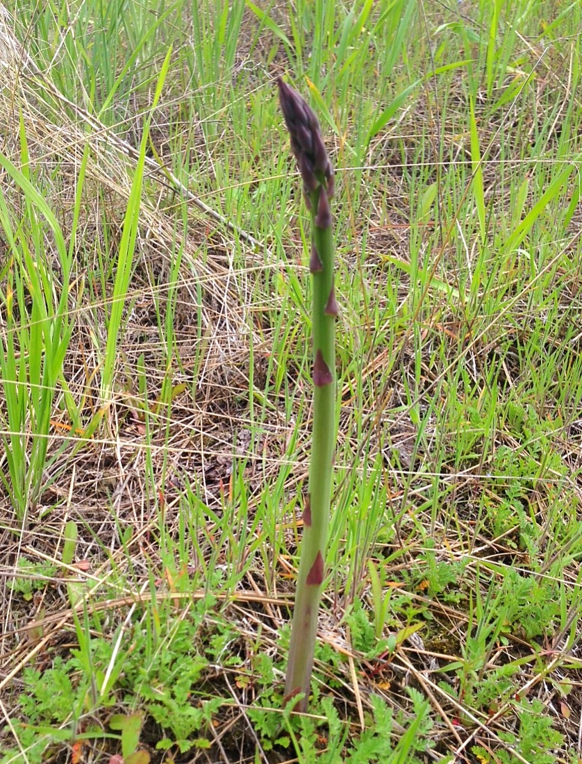 Wild growing asapargus