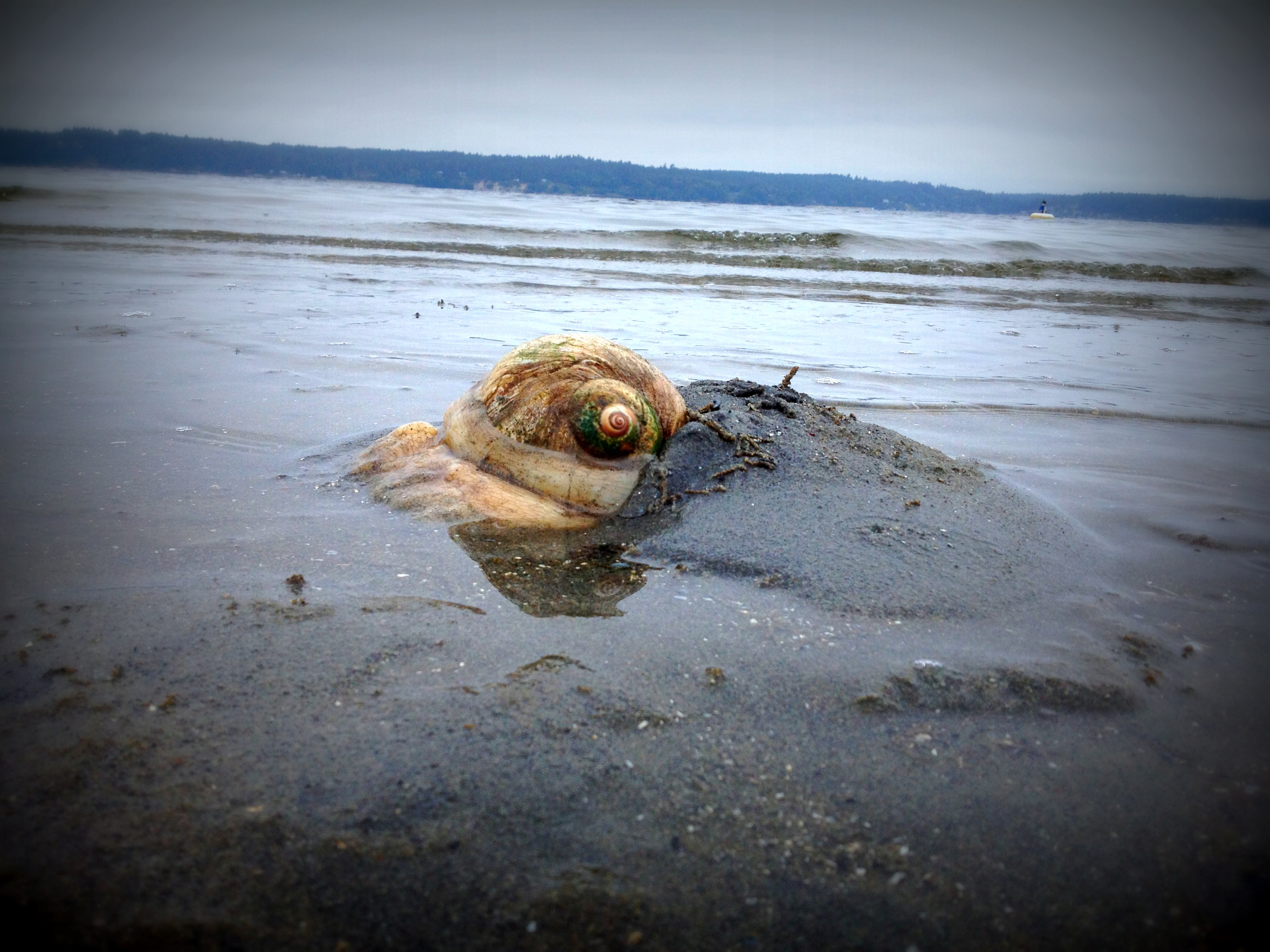 Lewis's Moon Snail