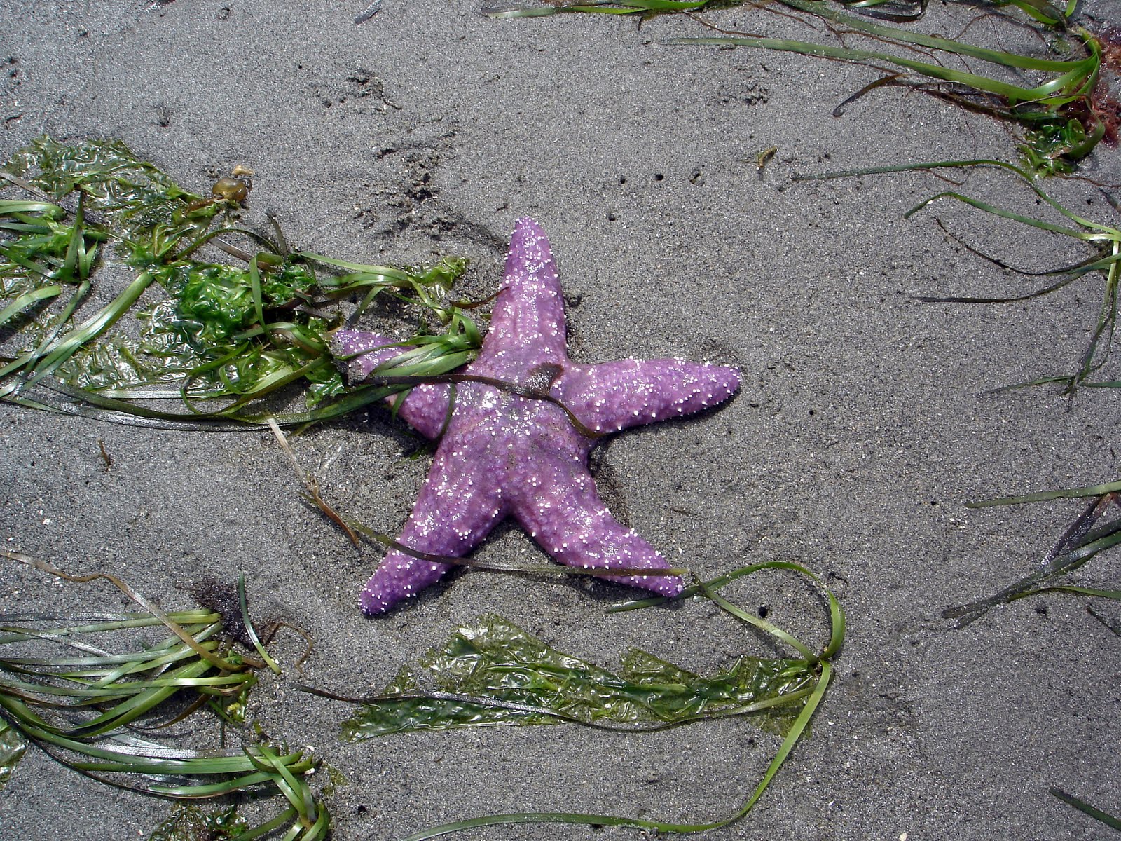 Ochre Sea Star