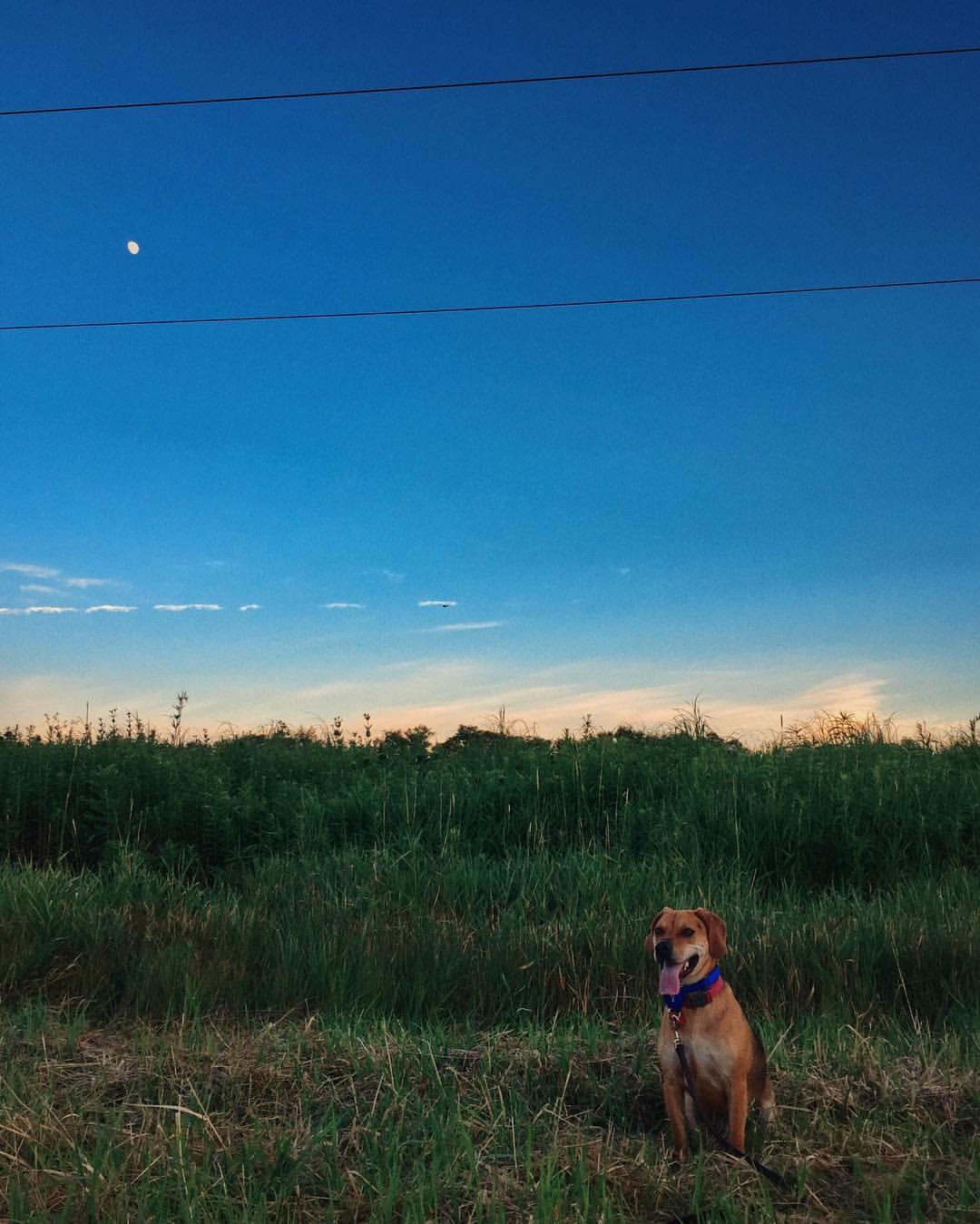 Rock cut and dog.