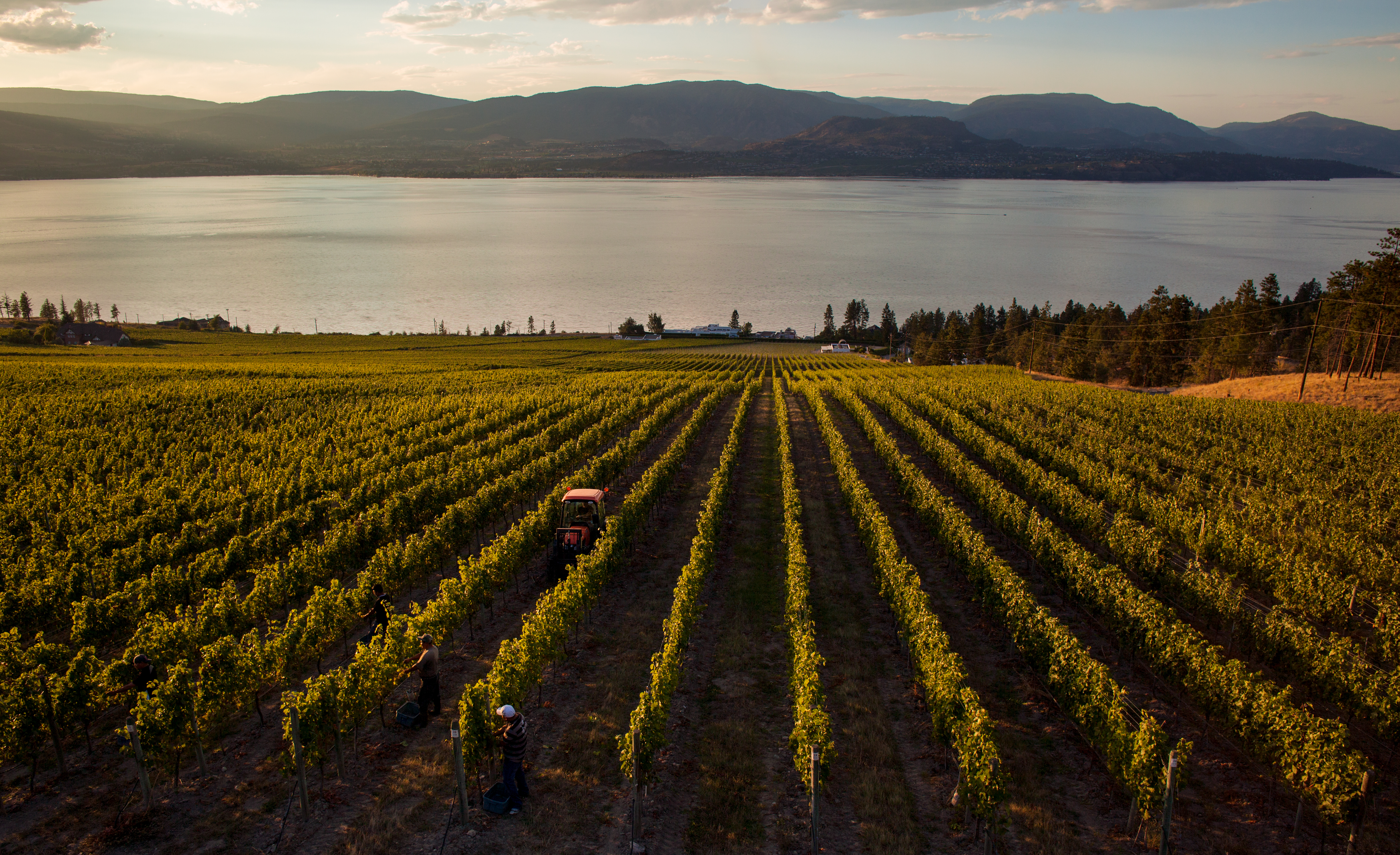 CedarCreek Estate Winery