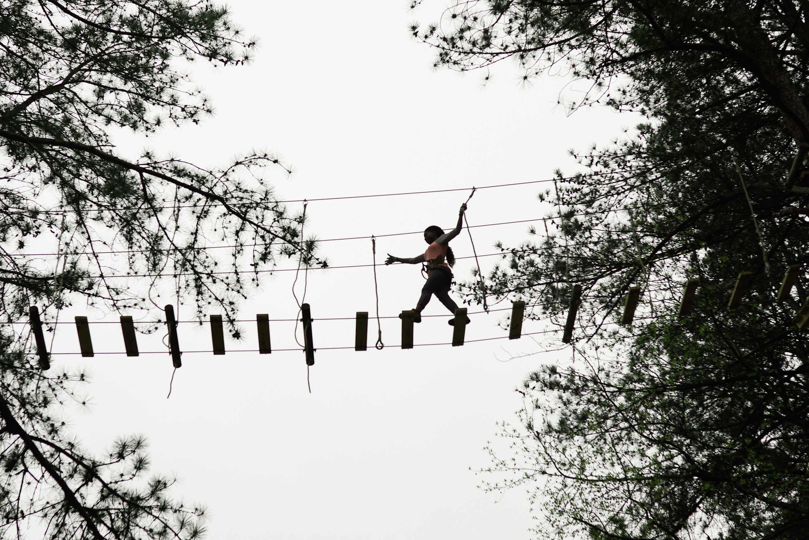 Treetop Quest Silhouette