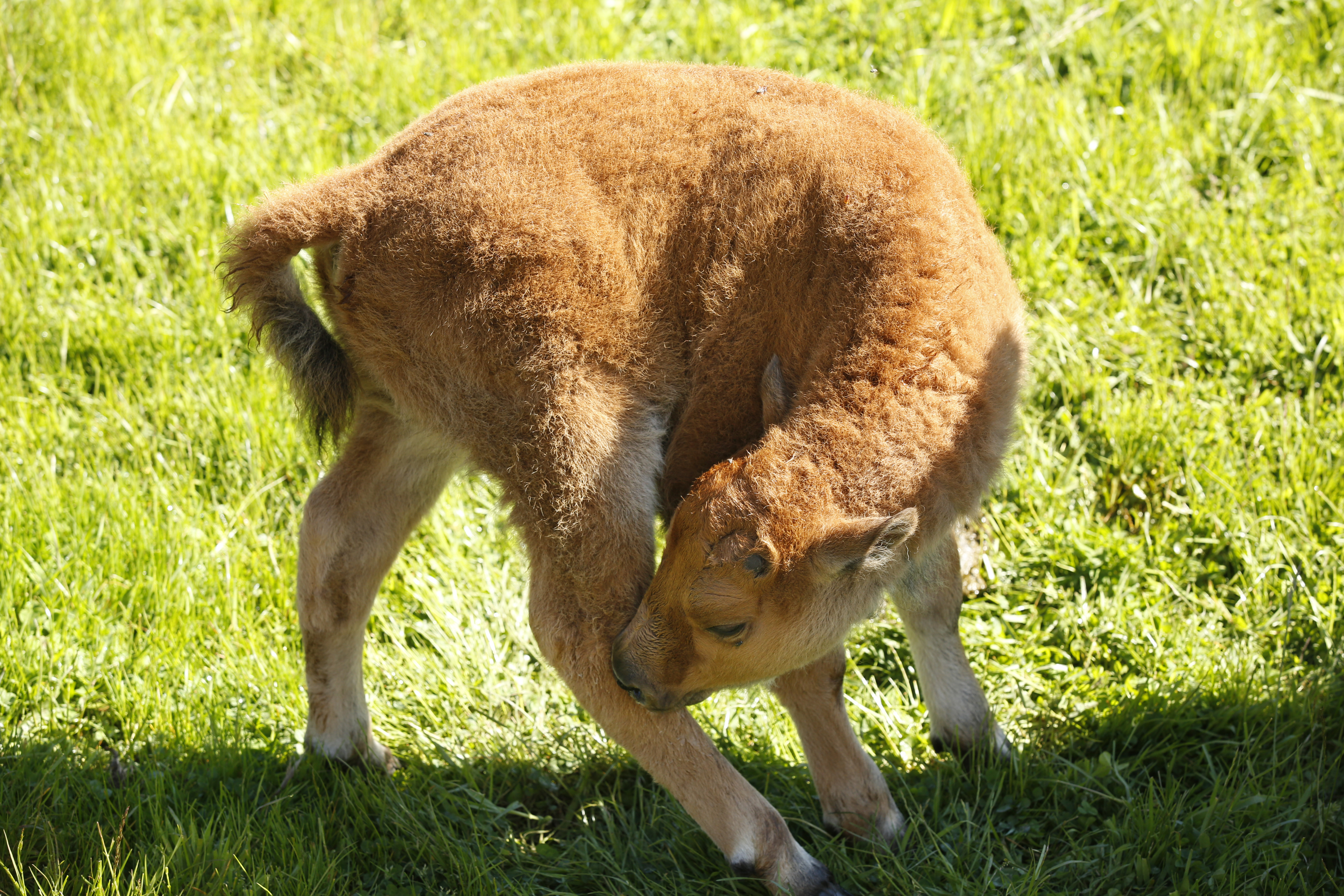 Bison calf born at Northwest Trek Wildlife Park in May 2017