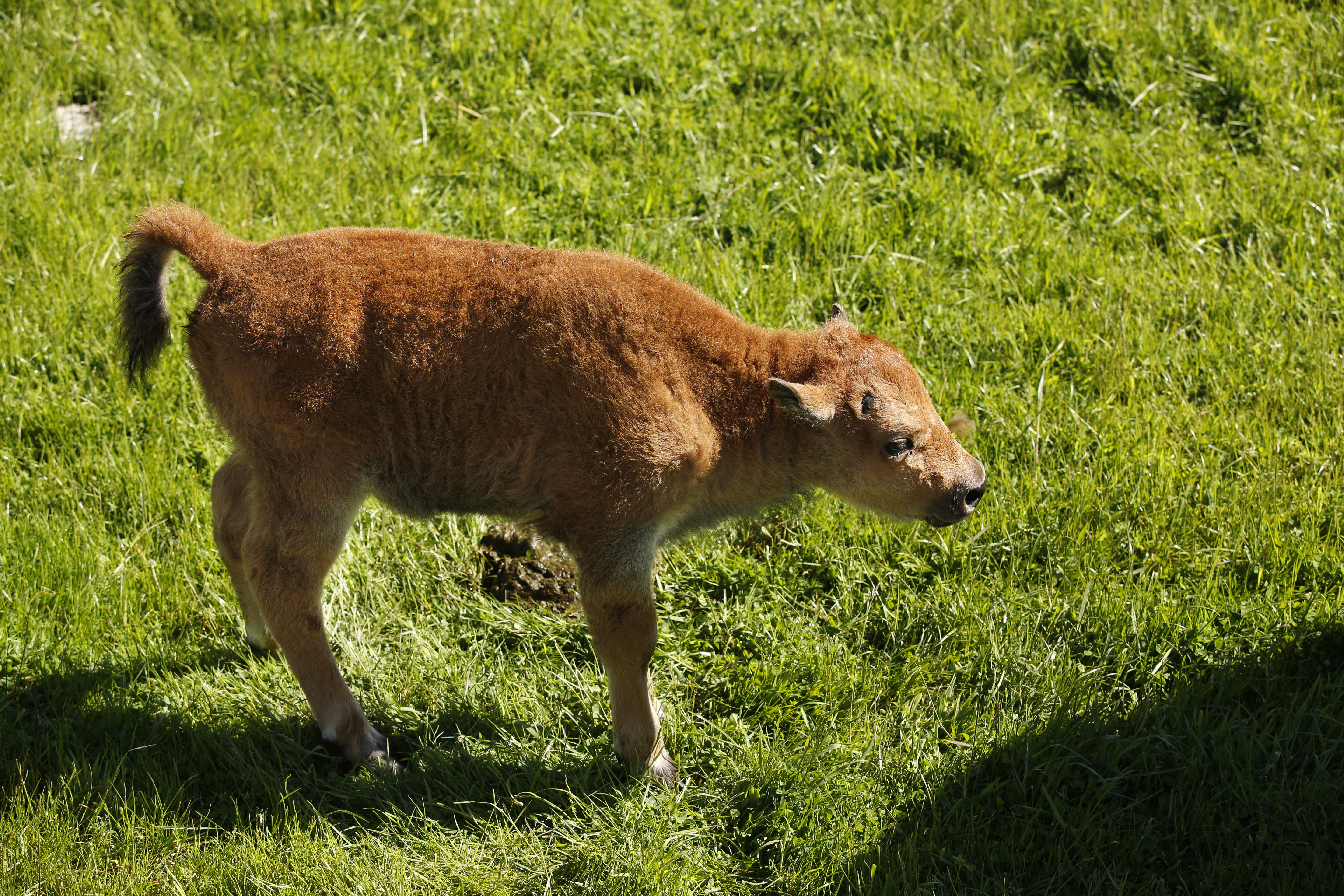 A bison calf at Northwest Trek Wildlife Park in May 2017