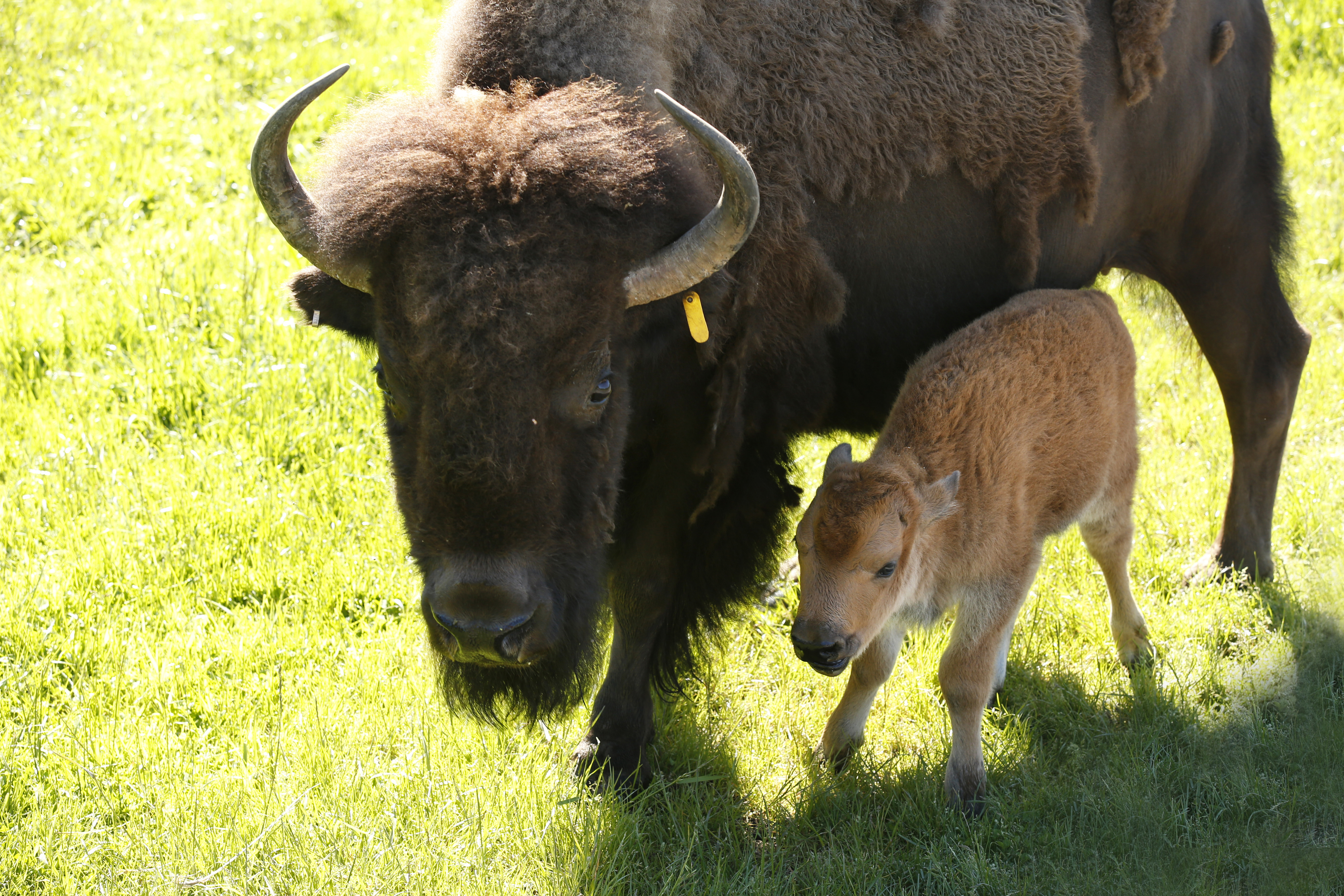 A mother and bison calf at Northwest Trek Wildlife Park in May 2017