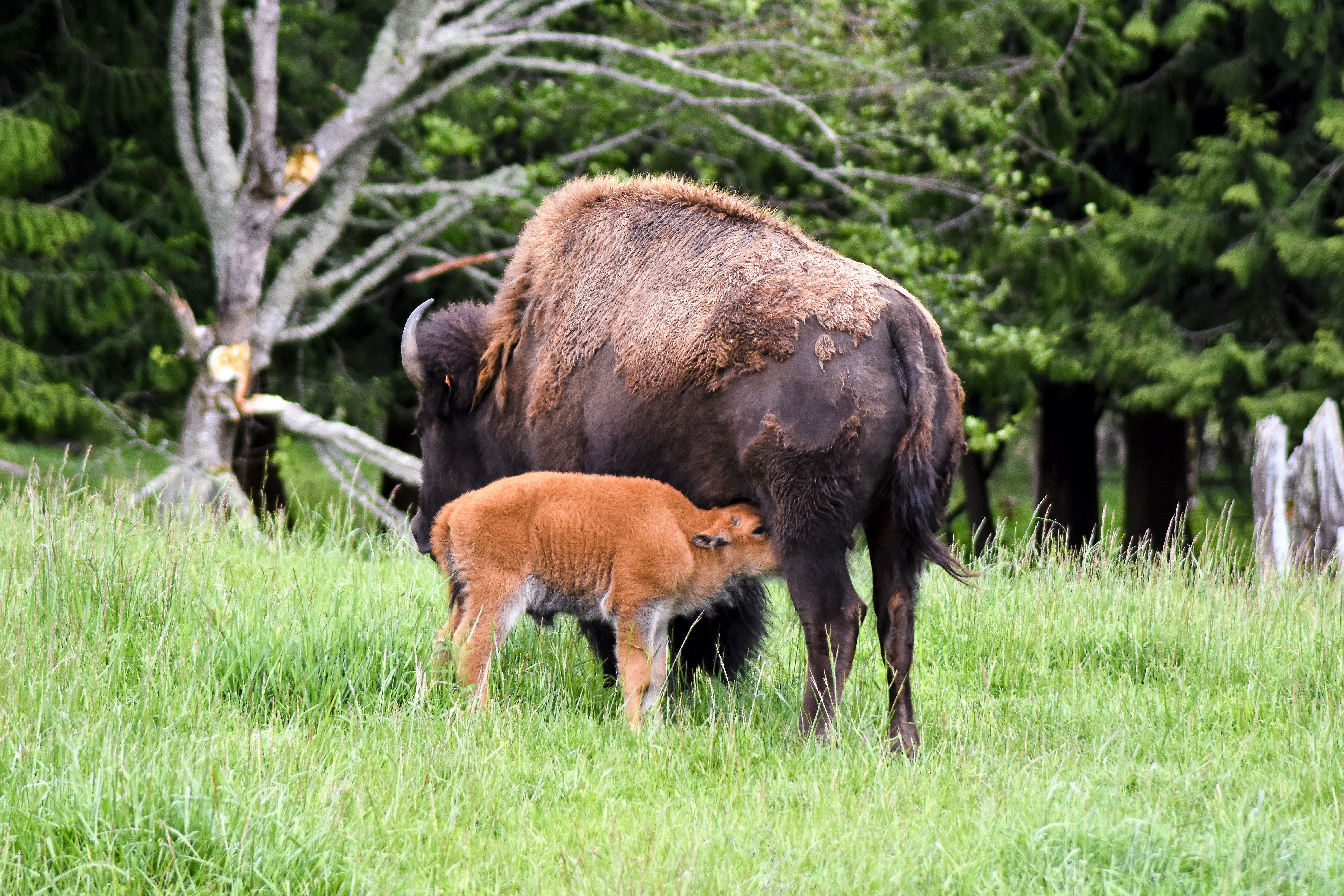 A mother and bison calf at Northwest Trek Wildlife Park in May 2017