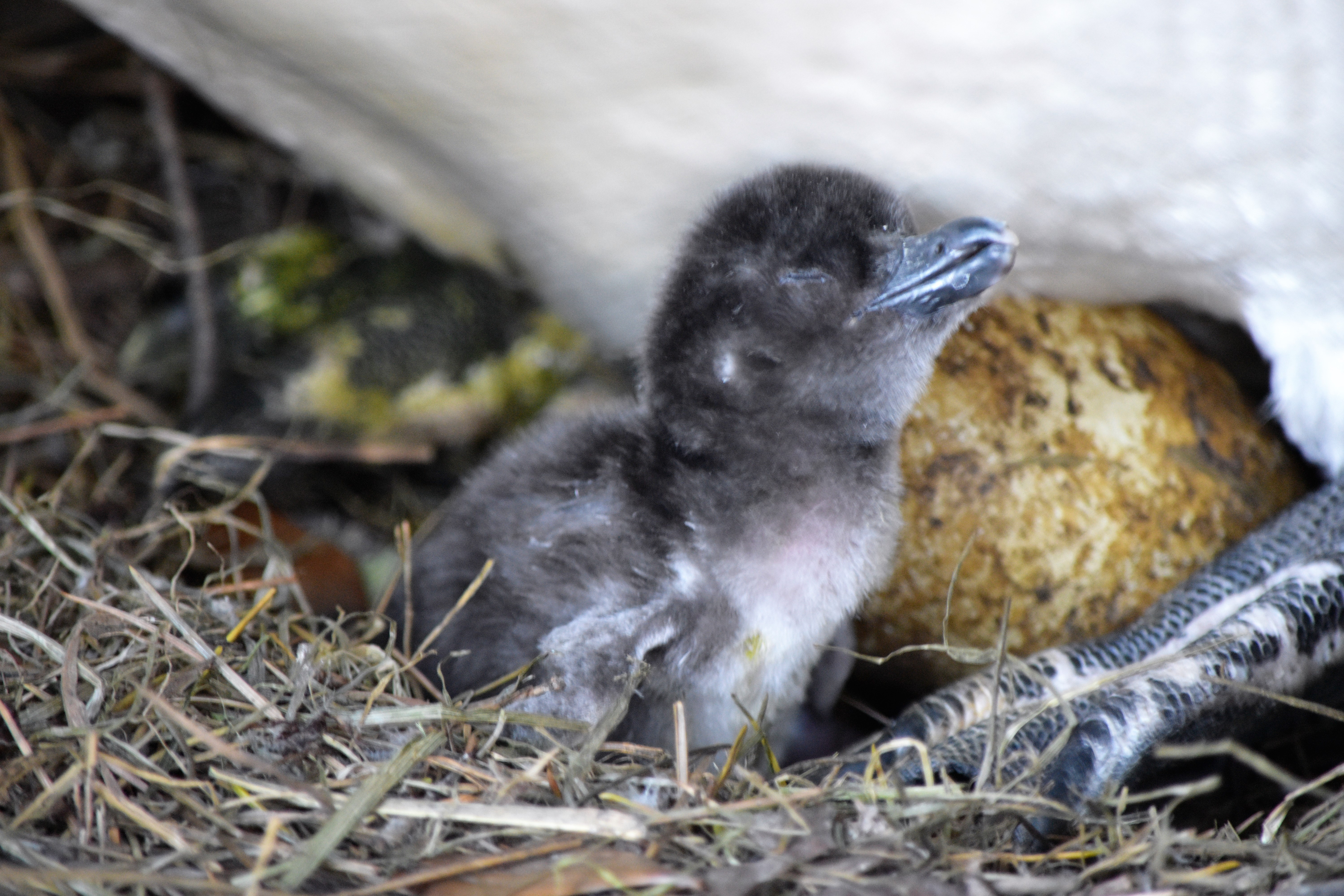 Penguin chick at Point Defiance Zoo and Aquarium (May 2017)