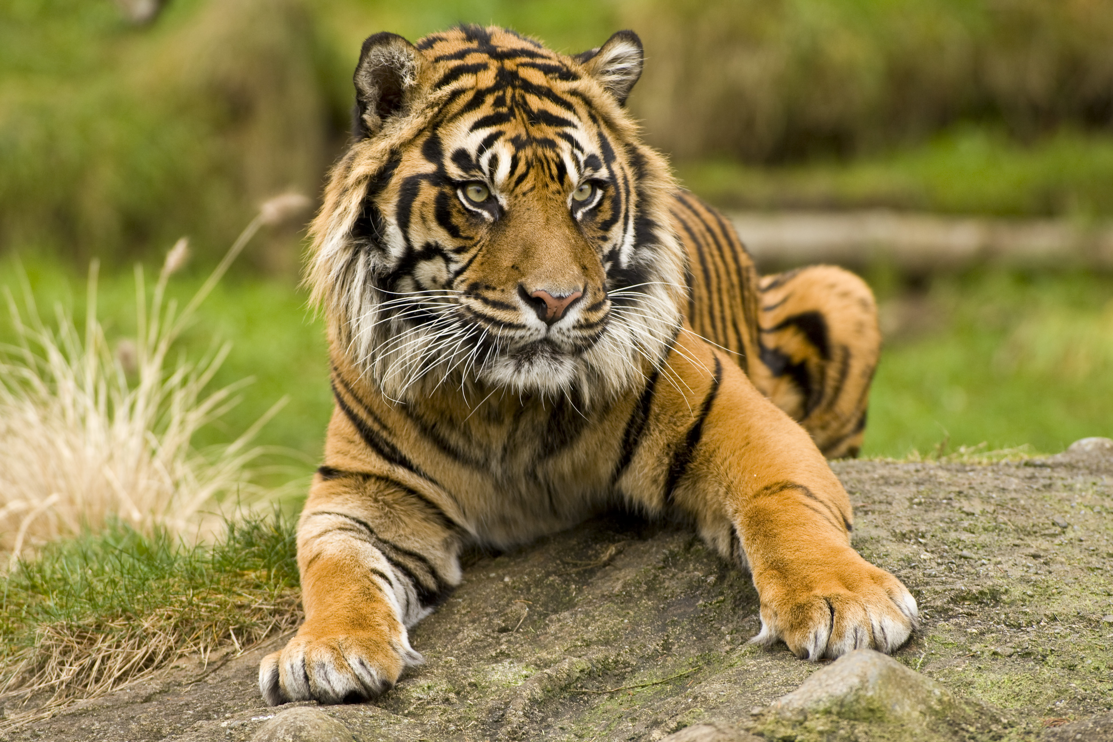 Pt Defiance Zoo Tiger