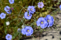 Wildflowers on the Middle Fork Path by Colin Morton