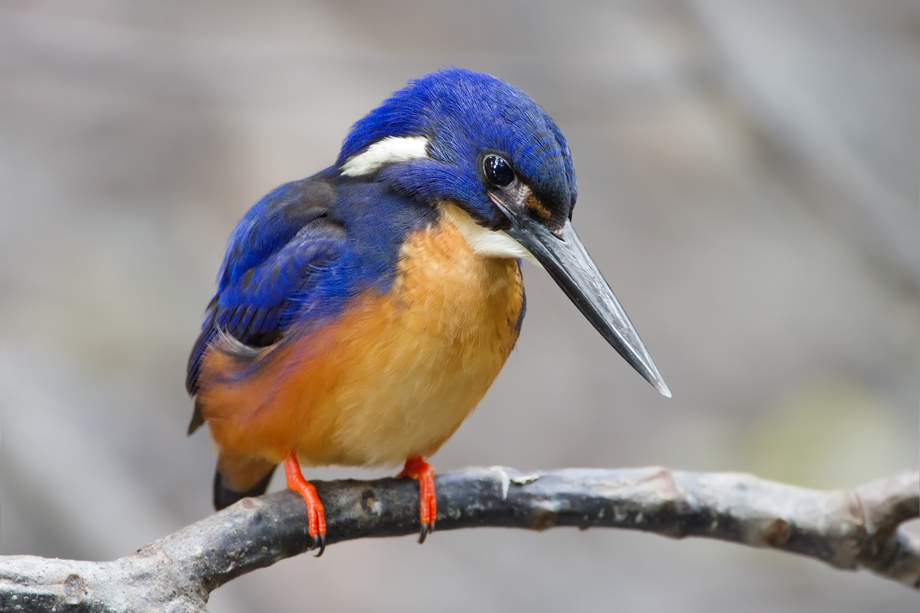 Kingfisher Bird