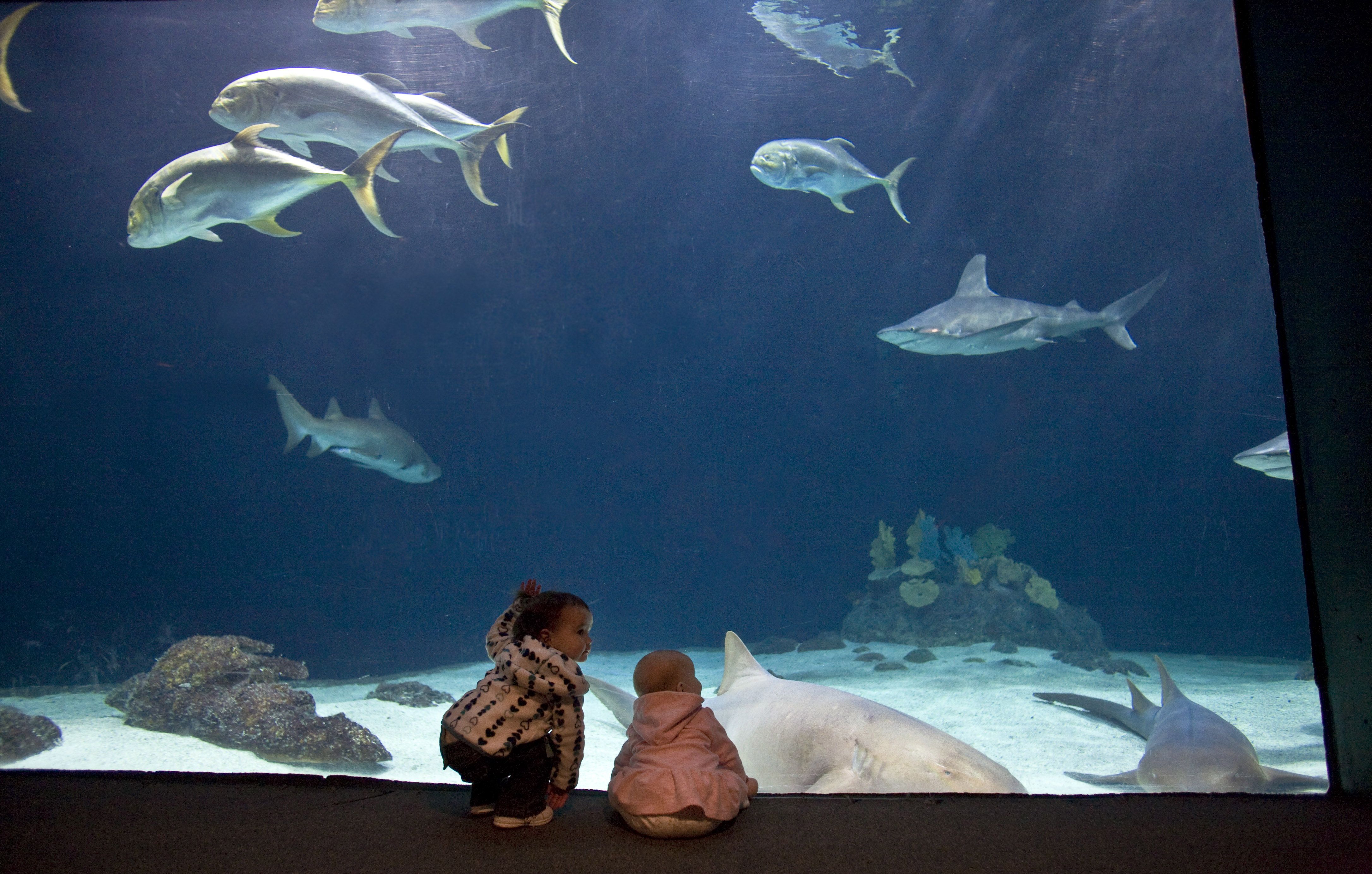 Point Defiance Zoo Meetings