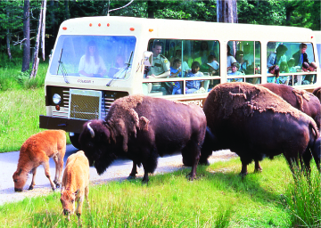 Northwest Trek Meetings