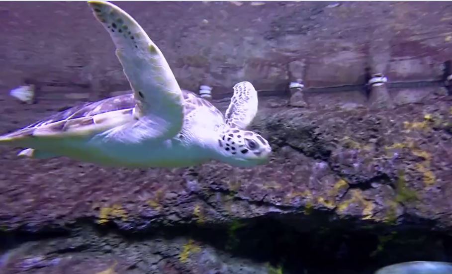 Sea Turtle at NC Aquarium at Fort Fisher