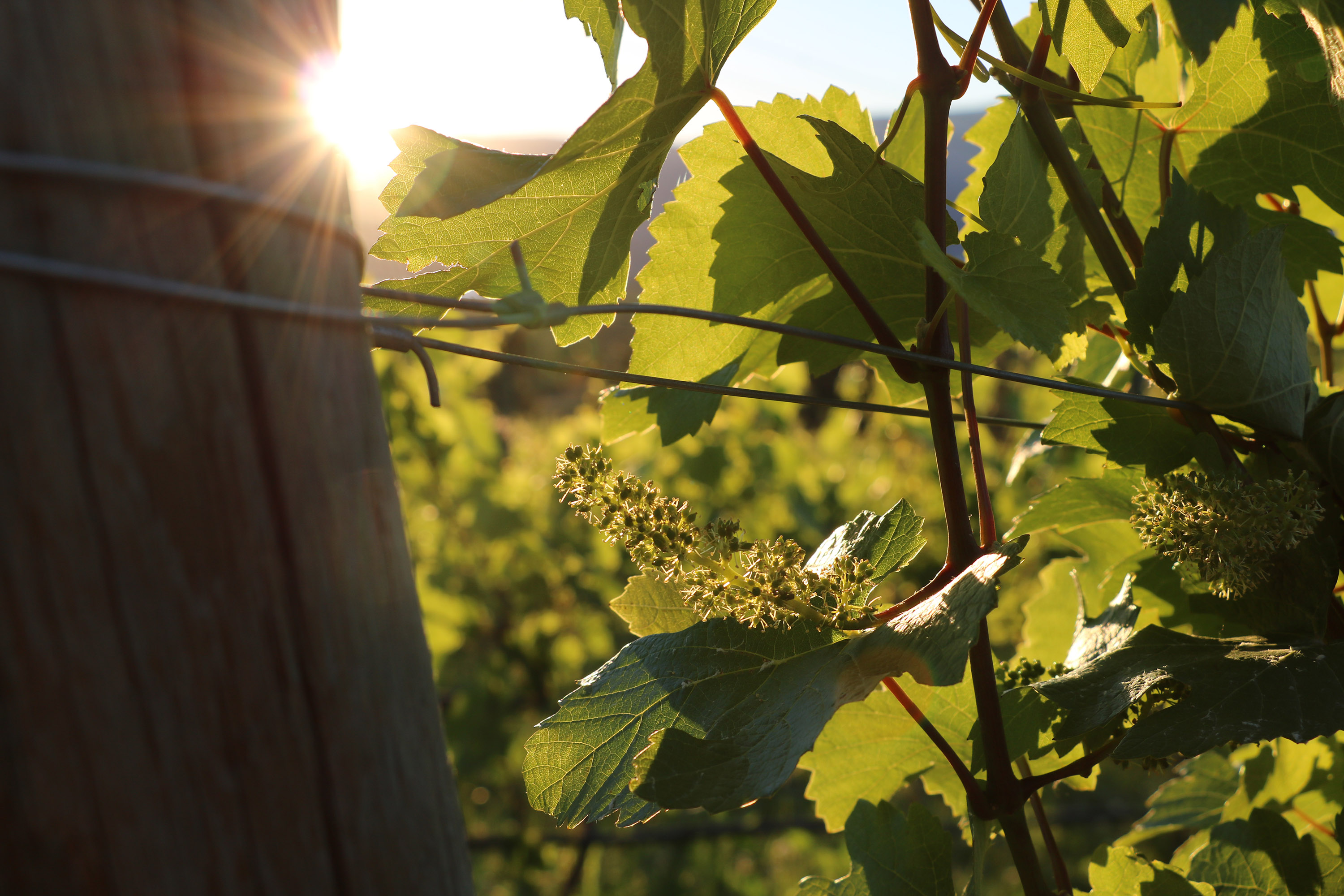 Pinot Noir Flowering - Tantalus