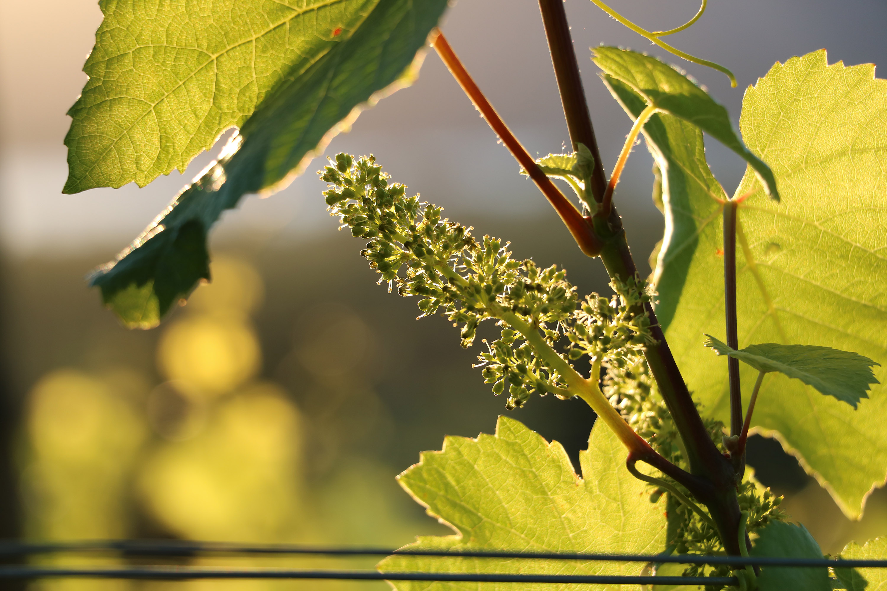 Pinot Noir Flowering - Tantalus
