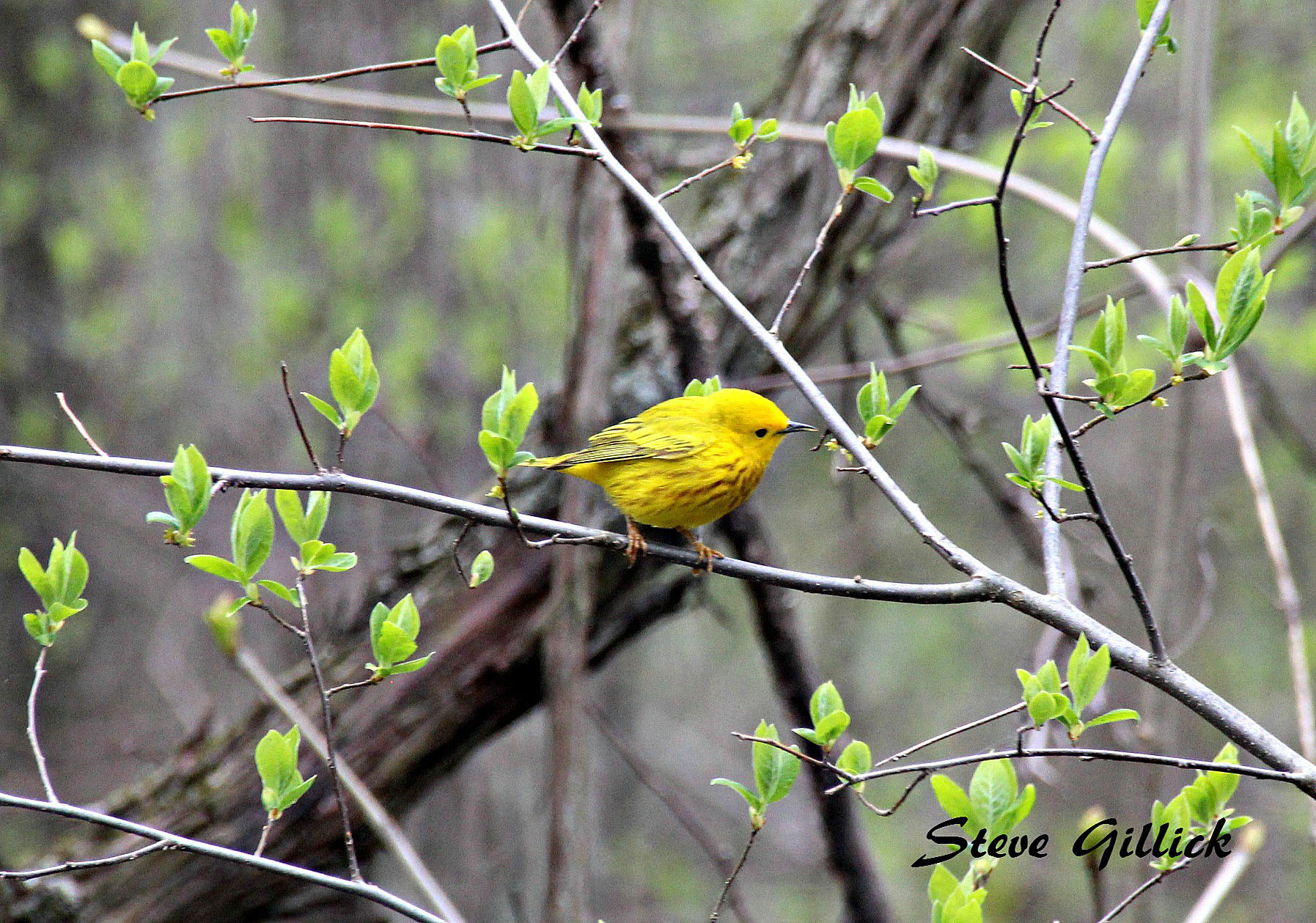 yellow warbler